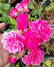Rosalia rose photo