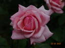 Budateteni rose photo