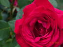 Konrad Adenauer rose photo