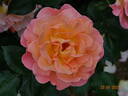 Rosemary Harkness rose photo
