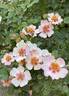 Cuteness rose photo