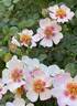 Cuteness rose photo