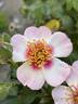 Cuteness rose photo