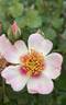 Cuteness rose photo
