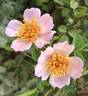 Cuteness rose photo
