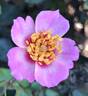 Cuteness rose photo