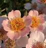 Cuteness rose photo