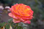 Magma rose photo