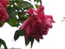 Étoile de Portugal rose photo