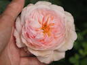Pink Gruss an Aachen rose photo