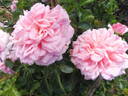 Pirouette ™ rose photo