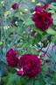 Will Rogers rose photo