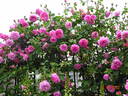Madame Lauriol de Barny rose photo