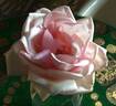 Warrawee rose photo