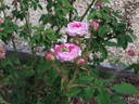 Sans sépales rose photo