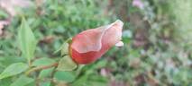 Fürstin Infantin von Hohenzollern rose photo