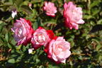6171 06 E rose photo
