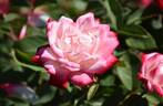 6171 06 E rose photo