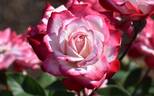 6171 06 E rose photo