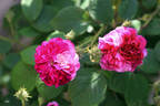 Russeliana rubra pallida rose photo