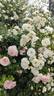 Schneekönigin ® rose photo