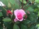 Wanderin' Wind rose photo