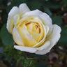 Fragrant Old Yellow rose photo
