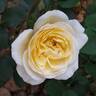 Fragrant Old Yellow rose photo
