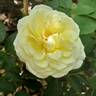 Fragrant Old Yellow rose photo