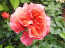 Theodor Fontane Rose rose photo