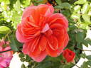 Theodor Fontane Rose rose photo