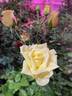 Goldilocks rose photo