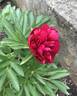 <i>P. officinalis</i> 'Rubra Plena' peony photo