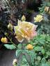 Goldilocks rose photo