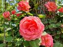 Leaping Salmon rose photo