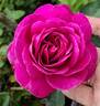 Purple Rain rose photo