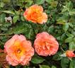 Escondido Sunset rose photo