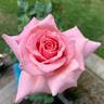 Affirm rose photo