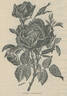 André Schwartz rose photo