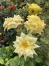 Goldilocks rose photo