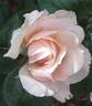 Barbados rose photo