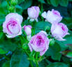 Lavender Crush ™ rose photo
