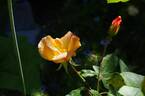 Irish Fireflame rose photo