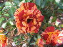 Summer Lodge rose photo