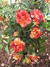 Summer Lodge rose photo