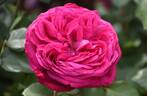 KORbevmahe rose photo