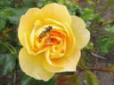 Indiane rose photo