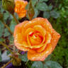 Wildfire rose photo