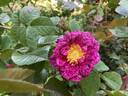 Spotty rose photo