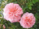Pirouette ™ rose photo